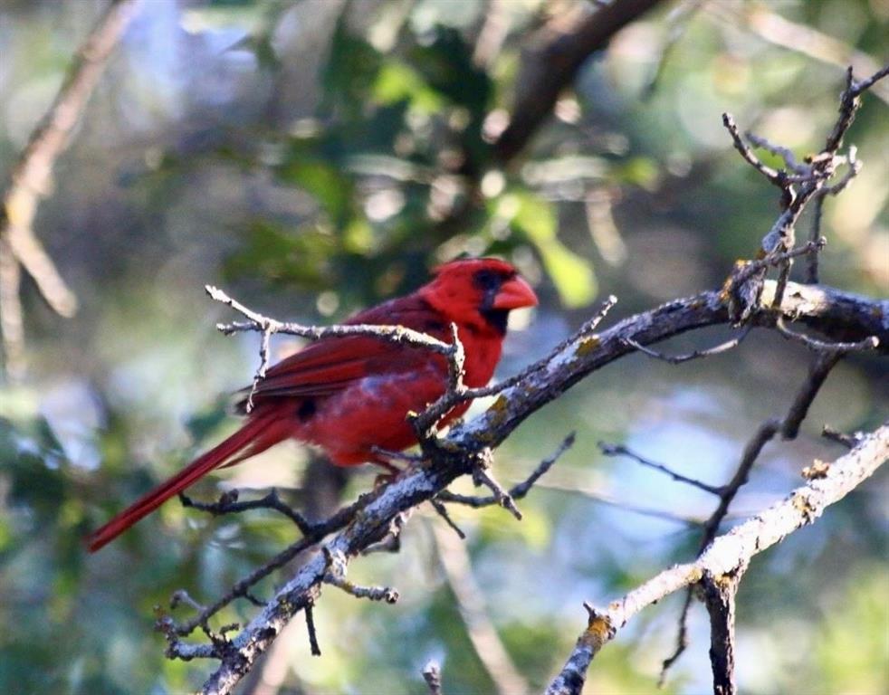 Jamberly Hills Ph3 - Residential