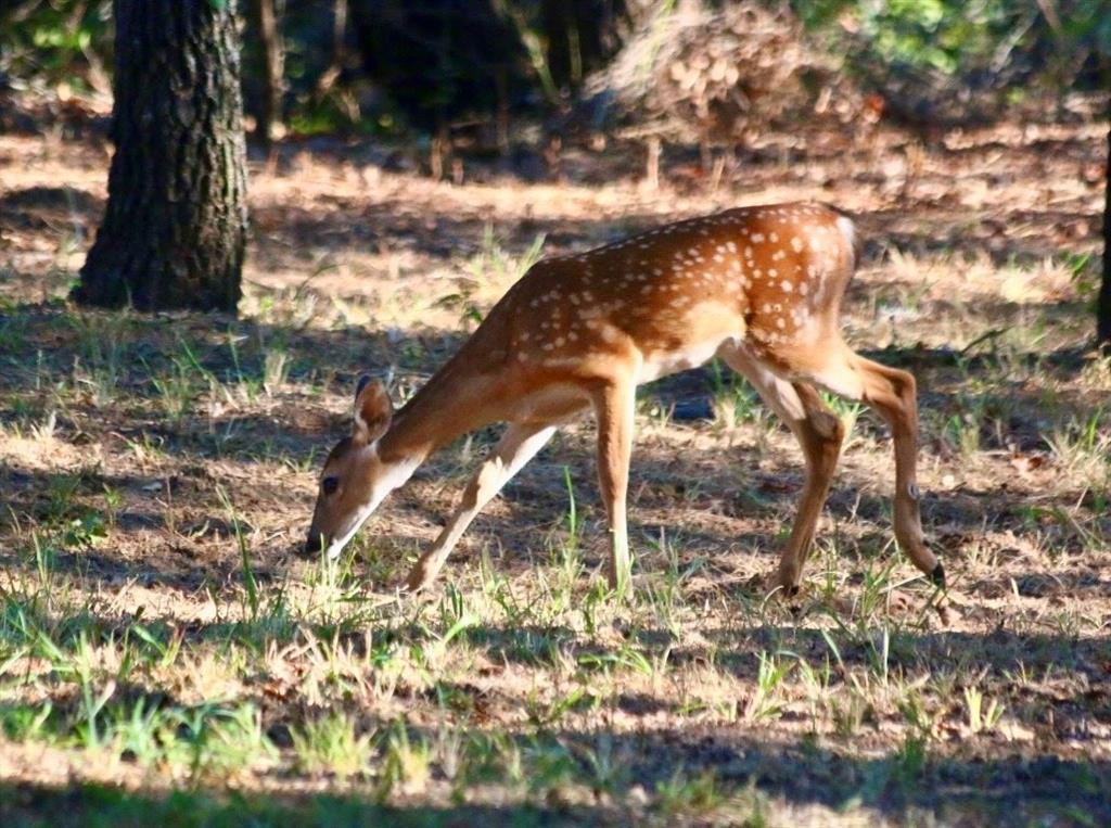 Jamberly Hills Ph3 - Residential