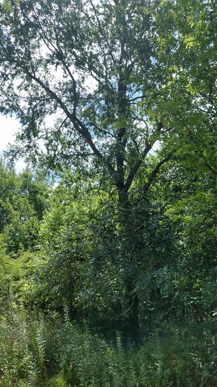 Vista Oaks Estates - Land