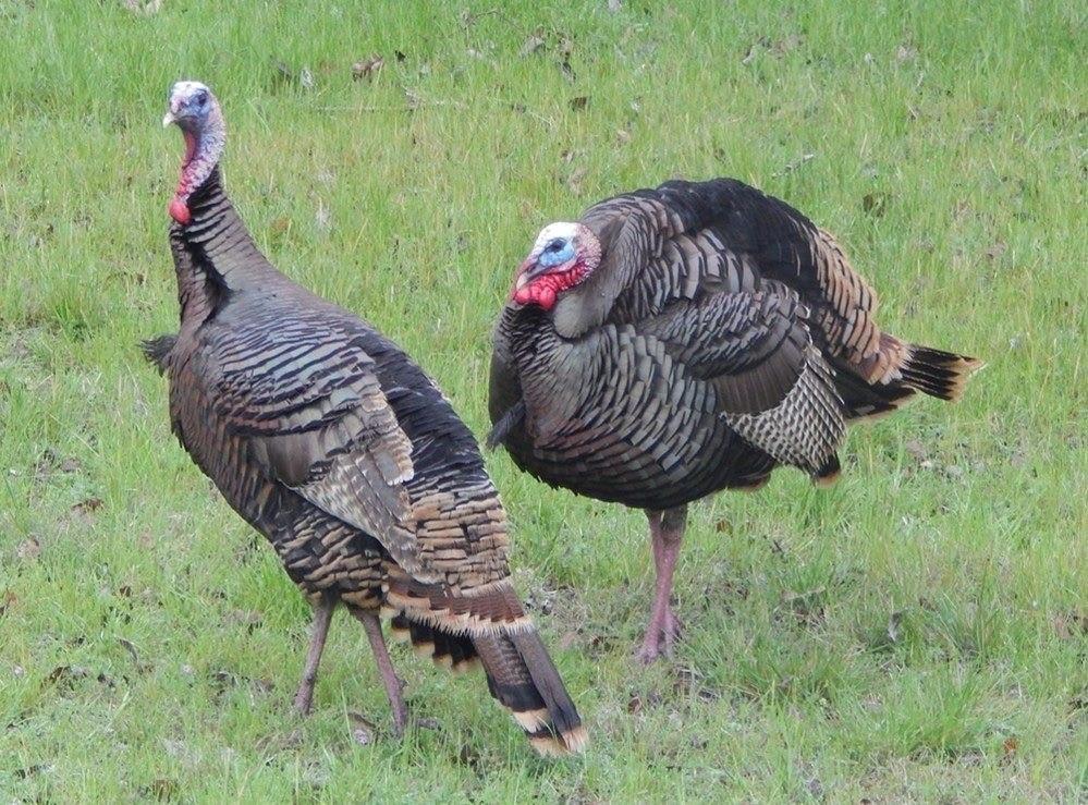 White Bluff #14 - Land