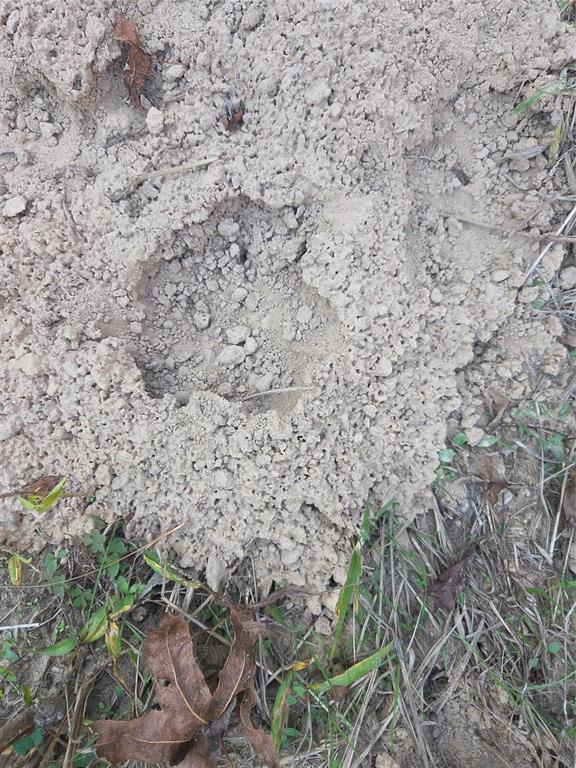 Joshua Bowerman Hr Surv Abs #5 - Land