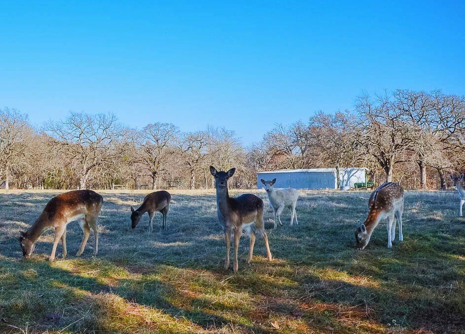 Wilderness Ph V - Land