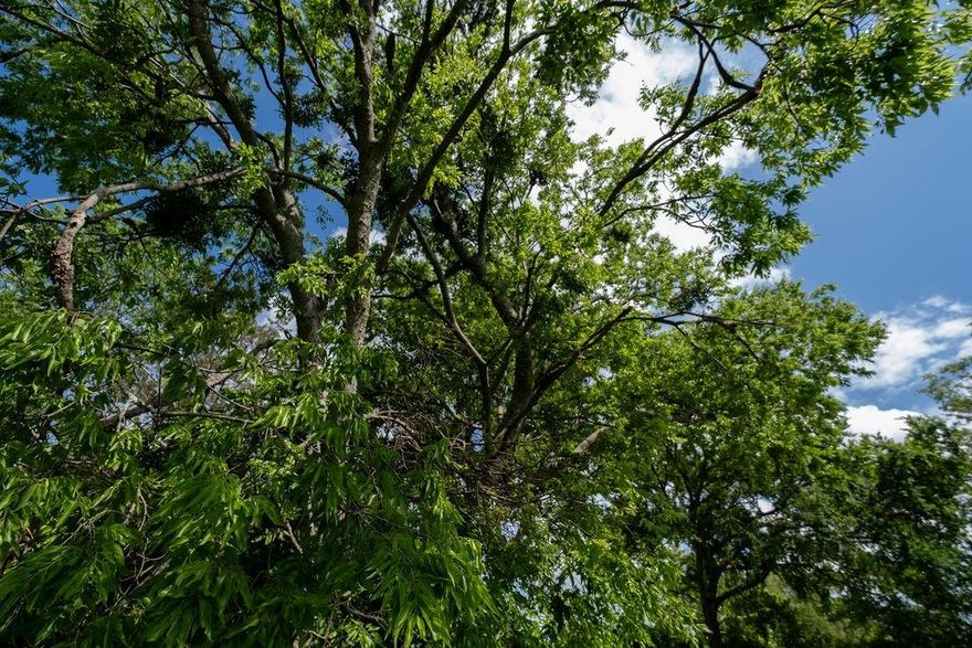 Located right in the heart of Terrell, Texas! This beautiful lot is loaded in greenery and tree lined for privacy. This .18 of an acre makes this lot spacious enough to build just about any size beautiful home. Plenty of room for an additional or side entry garage or an expansive area that could park recreational vehicles too and no HOA. Centrally located to Hwy 80, I-20, the gateway to East Texas starts here plus easy access to Dallas too