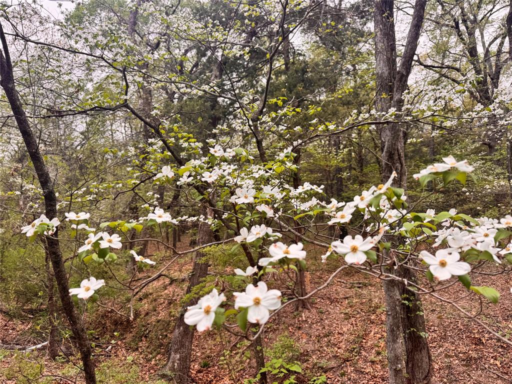 656 County Road 2680