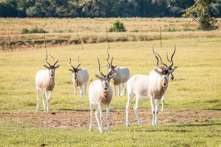 Rare Investment Opportunity – Turnkey Safari Park in Robertson County, TX

Introducing Franklin Drive Thru Safari, a one-of-a-kind, fully operational wildlife park set on 240 acres with prime Highway 79 frontage. Ideally located just 45 minutes from College Station, 35 minutes from Lake Limestone, and a little over an hour from Waco, this property offers both strong accessibility and destination appeal.

This established business—operating successfully for over 10 years—is being offered completely turnkey, including over 100 species of native and exotic animals, all equipment, and extensive infrastructure already in place.

The property features a 5,000± sq ft main residence (built in 2020) with 5 bedrooms, multiple living areas, office, and an entertainment-ready game room. Outdoor amenities include a resort-style pool with slide, grotto, hot tub, and cabana with outdoor kitchen. Additional accommodations include a 3,200± sq ft guest house, seven rental cabins, and multiple staff residences—creating diverse income potential.

Improvements are extensive and purpose-built, including a gift shop, reptile house, bird enclosures, barns, shop, hay storage, and well-maintained roads across a high-fenced and cross-fenced ranch. The property is supported by three electric wells, five ponds, and a wet-weather creek.

With established revenue streams, multiple purchase options, and significant growth potential, this is an exceptionally rare chance to acquire a fully operational safari park and income-producing ranch in Central Texas.

Additional options:

Purchase all 240 acres
Purchase just the Safari.