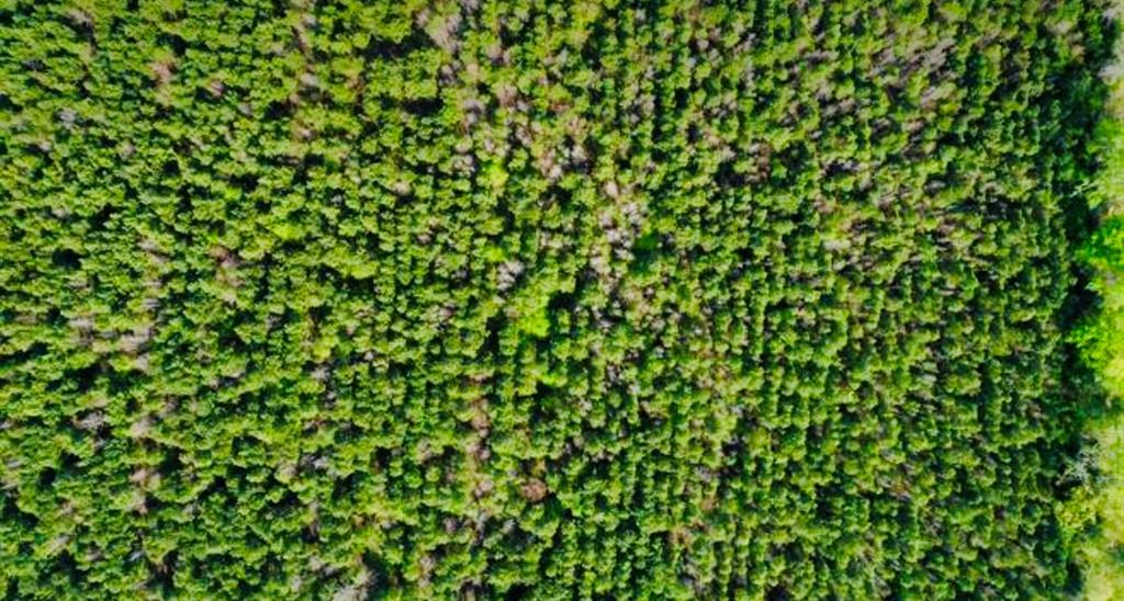 TBD County Road 1619