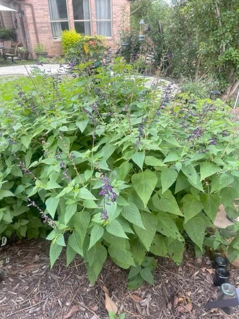 Lakeview At Point Vista Ph 1 - Residential