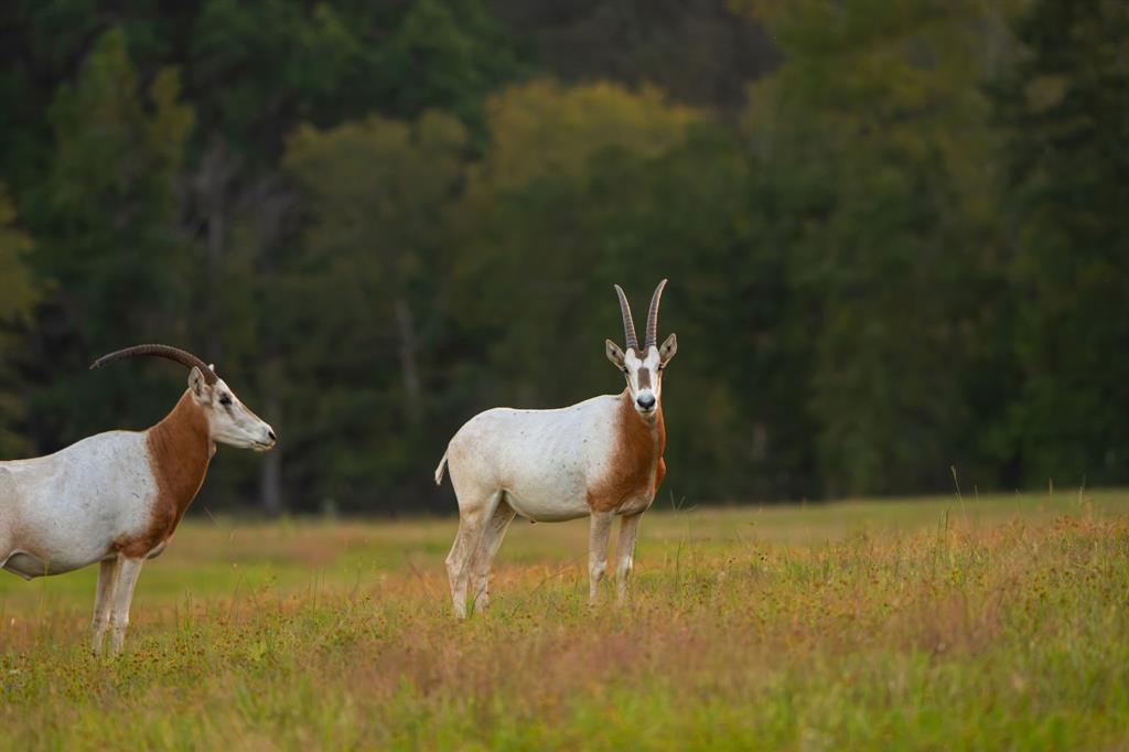 A100866 - A0866 G SLAUGHTER - Farm