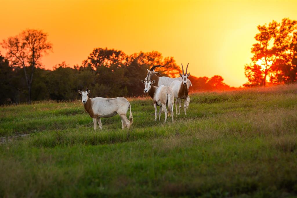 A100866 - A0866 G SLAUGHTER - Farm