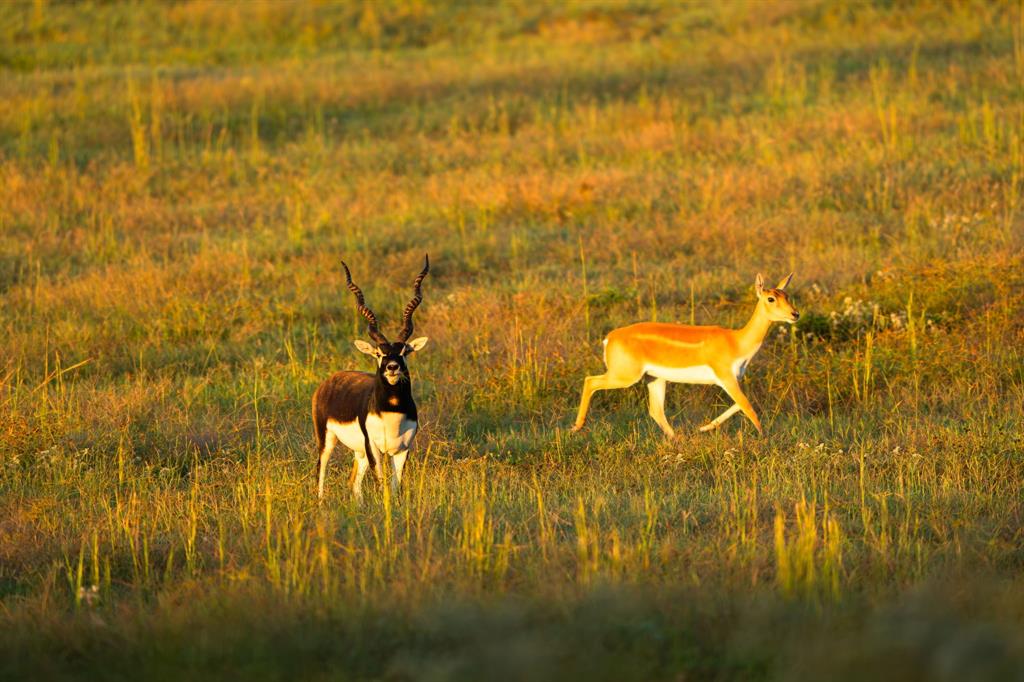 A100866 - A0866 G SLAUGHTER - Farm