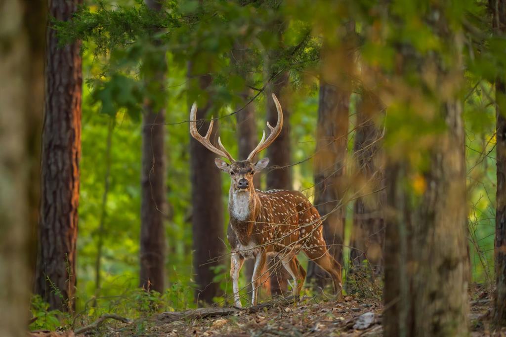 A100866 - A0866 G SLAUGHTER - Farm