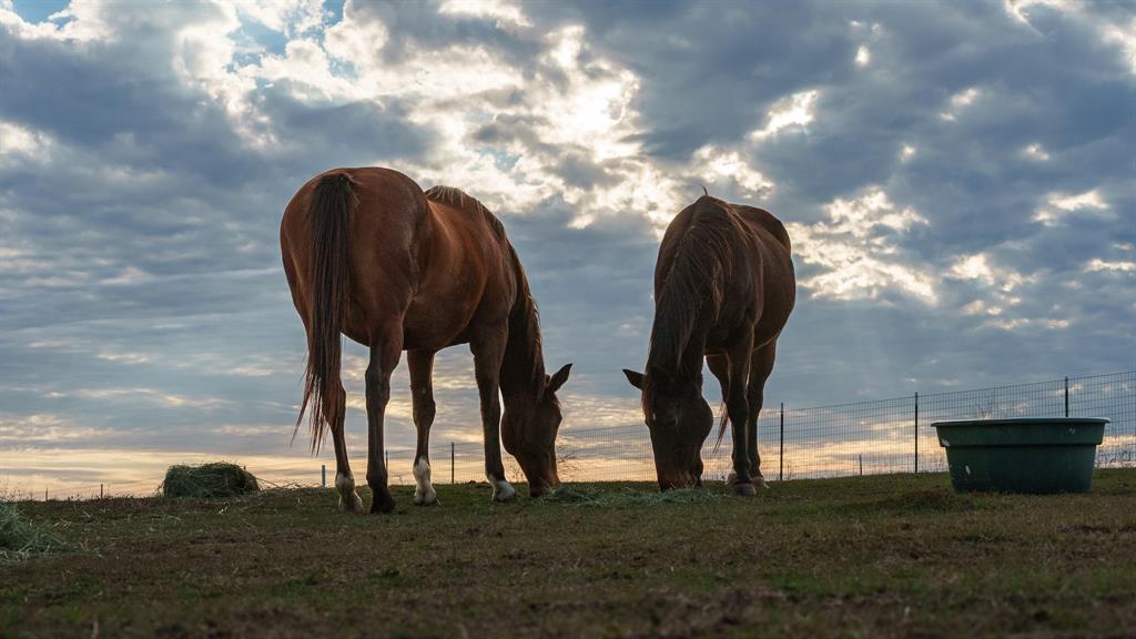 McKinsey William - Land