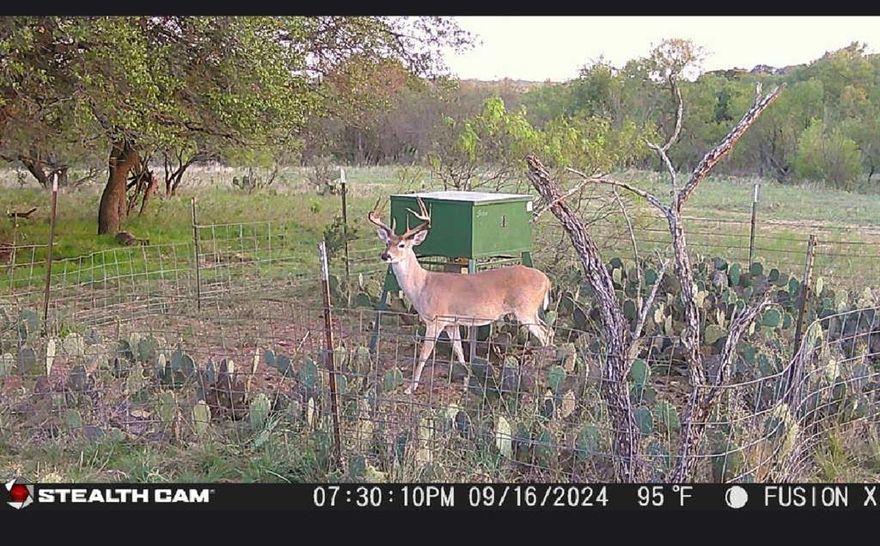 !! REDUCED !! Crooked Creek Ranch is 778.89 Acres in Callahan and Coleman Counties. The Ranch is a versatile property catering to recreational enthusiasts, hunters, and cattle ranchers seeking an investment opportunity.  Located in Big ranch country.  Crooked Creek is a larger than normal wet weathger creek that crosses the property and has several deep pools that hold water all year.  Three additional stock tanks on the ranch supply plenty of water for wildlife and cattle.  Scattered Live Oaks and Post Oaks as well as Mesquite trees provide the perfect cover for wildlife. Grass turf is in excellent condition.  The Hunting on this ranch has been minimal for several years and the neighboring ranches all have healthy wildlife managment practices. Topography is rolling with 90' of elevation change and 40' cliffs along the creek providing panoramic views of the creek and the neighboring ranches.
