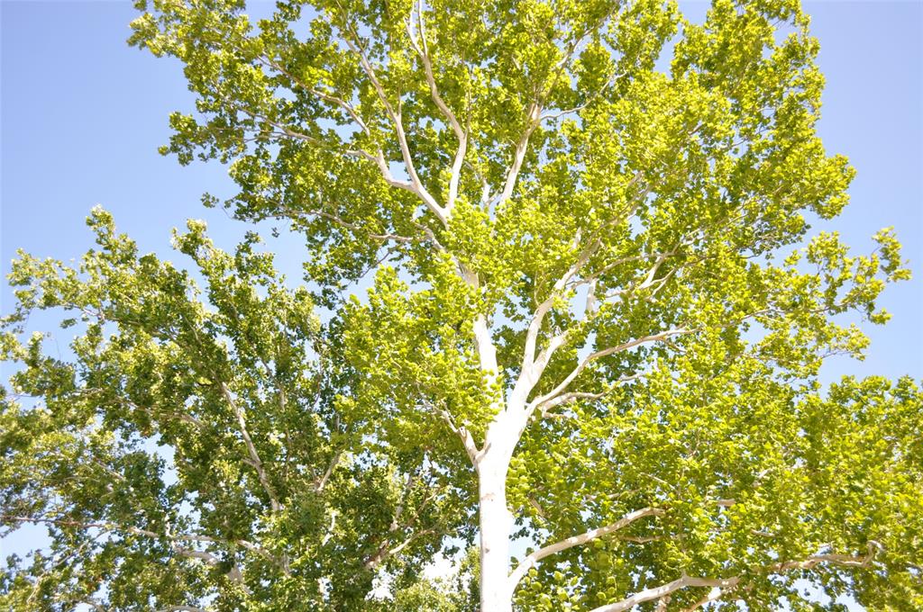 Richardson Heights 06 - Residential