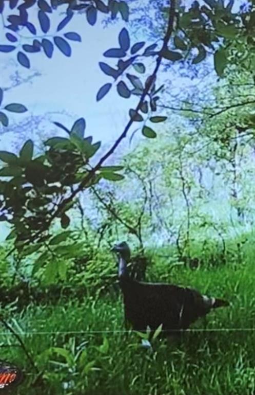 Ranches at Crestview - Land