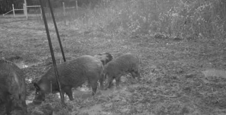 A0179 D Crenshaw, Acres 12.736 - Land