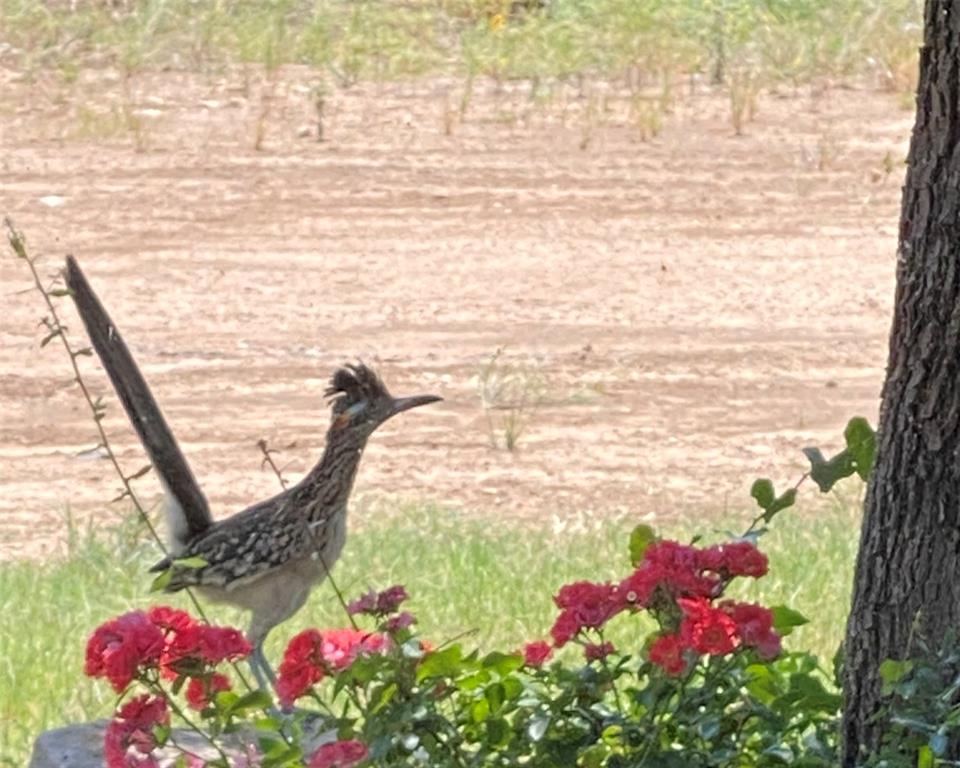 Hills Above Possum Kingdom Lake - Land