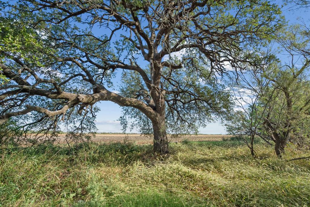 M D J Trevino - Farm