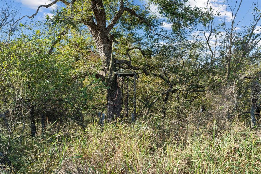 M D J Trevino - Farm