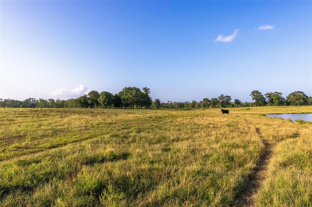 Carter Cannon Headright Sulvey - Farm