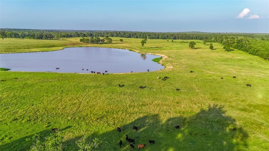 Welcome to a rare opportunity in the heart of East Texas- 505 acres of prime, multi-use land located just outside of Avinger. This impressive ranch offers a seamless blend of agricultural functionality and recreational beauty, ideal for livestock operations, hay production, or as a private retreat. At the heart of the property sits a 3,500 sq ft metal barn featuring an 800sq ft, fully equipped 1 Bedroom 1 Bathroom apartment - perfect for on site living, guest quarters, or ranch hand bunk! This property has over 2000 feet of road frontage, entry gate, large capacity water well, 3 phase electricity, mile of gravel road, fenced, cross-fenced, several pastures with alleys leading to covered working pens, pipe corrals with squeeze chute, large barn with electricity and water. Great water source with several ponds which includes a 9+ acre lake. Improved pastures &Hay meadows. This ranch runs approx. 150 grown head and produces 400-500 rolls of hay. Excellent deer, hog and duck hunting! Several building sites to build your forever home. Turnkey and ready for operation, this property is perfect for ranching, investment, or building your dream estate. Rare to find this combination of productive land and quality improvements. Come see this RANCH today!!!!