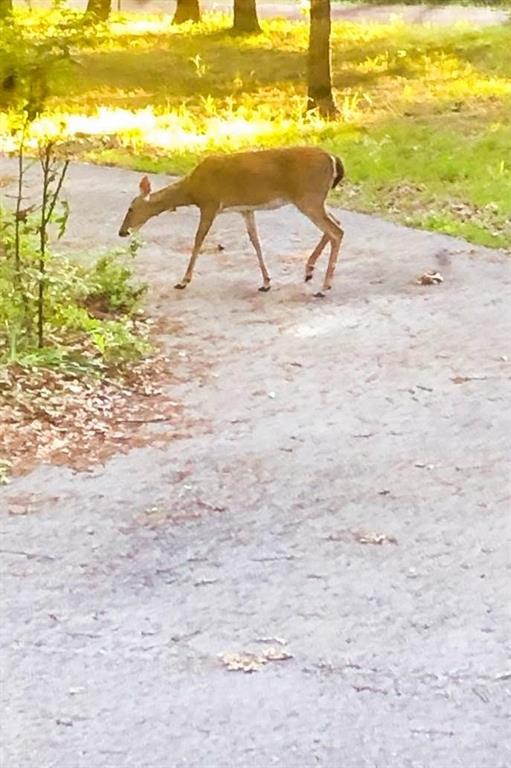 Sand Hills II - Land
