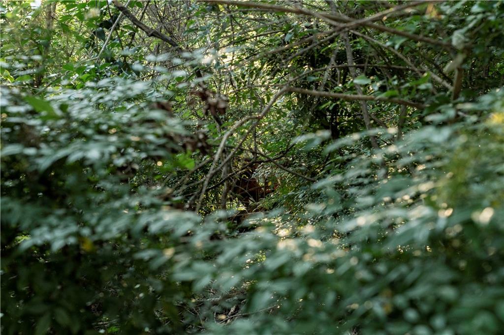 Blue Bonnet Cliffs - Land