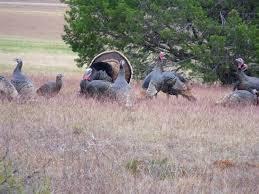 White Bluff #01 - Land