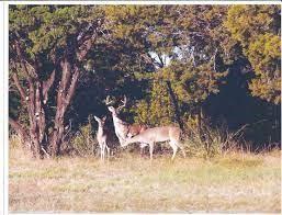 White Bluff #01 - Land