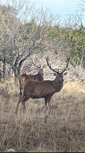 Cross Timber Ranch - Land