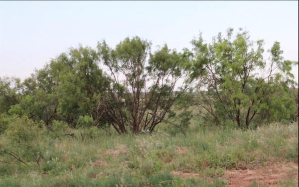 300 COUNTY ROAD 232, ROTAN, TX 79546 - Image 73055ecbdb4accd1c28e54759352425f/205534056