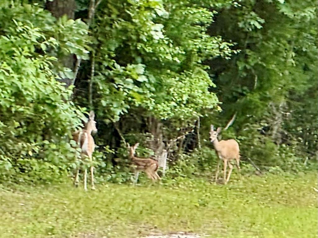 White Oak Creek Crossing - Residential