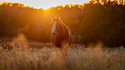 Tiny photo for 1210 County Road 232, Collinsville, TX 76233 (MLS # 21196093)