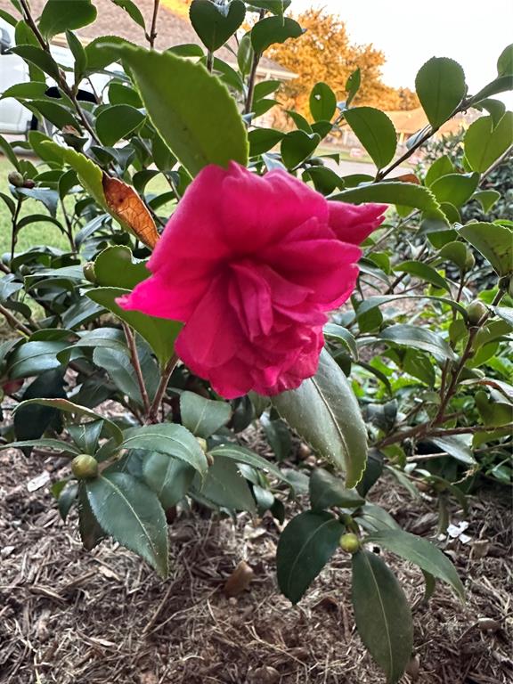 Laguna Vista - Residential