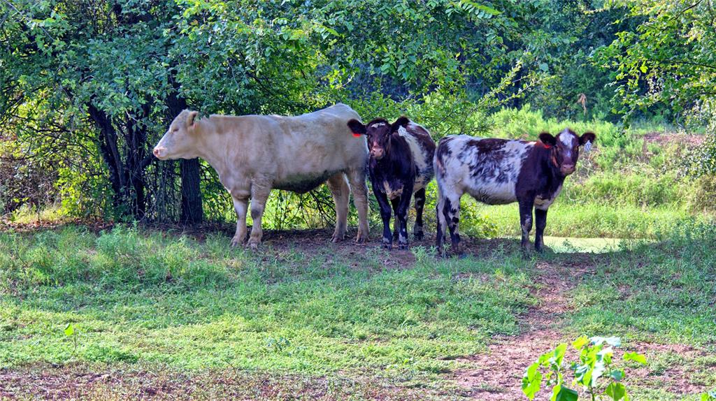 T E & L co Survey - Farm