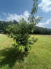 THOS L WILLIAMS - Residential Lease