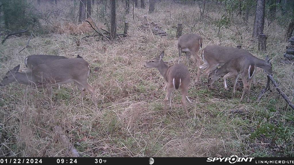 J S Guest A-G0442 - Land