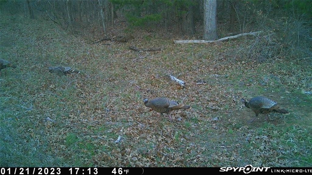 J S Guest A-G0442 - Land