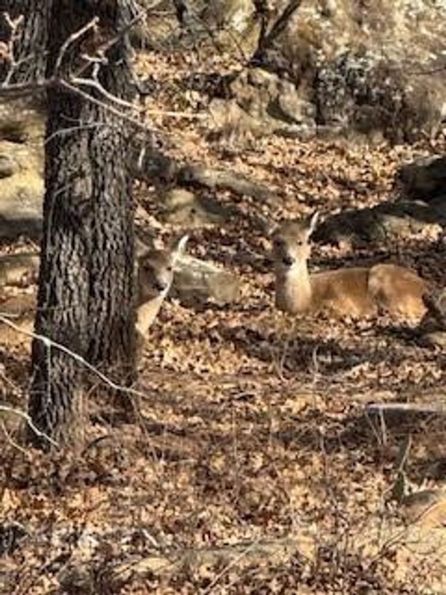 Build your dream home in the prestigious, gated Nocona Hills subdivision only 1 and a half hours from DFW, offering serene lake views and exceptional amenities. This prime land lot provides access to two private lakes, including one of the Top 5 Bass Fishing Lakes in Texas, complete with a community boat dock and ramp for effortless days not he water. Enjoy the peace of mind of a 24-hour guarded entrance and the flexibility of no time limit to build. The community also features access to the 18-hole golf course,with the country club and restaurant currently being renovated and scheduled to reopen adding even more value and enjoyment for residents. An on-site airstrip further enhances the unique appeal of this neighborhood. Utilities are in place with co-op water and electricity available. Wildlife is abundant with deer frequently seen throughout the area creating a true North Texas Hill Country retreat atmosphere. Ideally located near historic Nocona, Saint Jo and Muenster, and just a short drive to nearby casinos, this property offers the perfect blend of privacy, recreation and convenience.