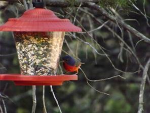 White Bluff #30 - Land