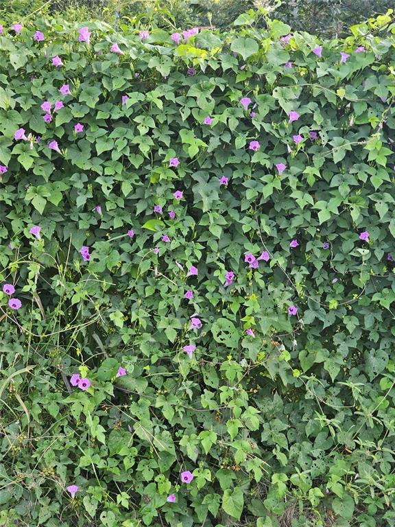 M E P & P R R CO - Residential