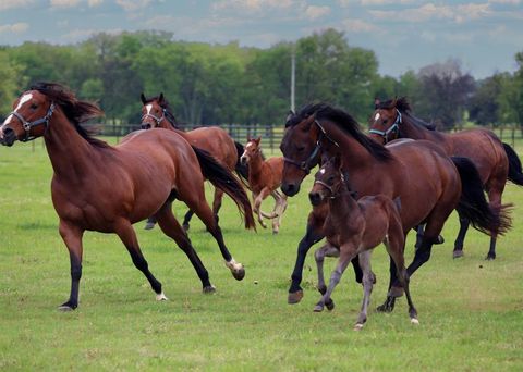 10399 Zipper Road Pilot Point TX 76258