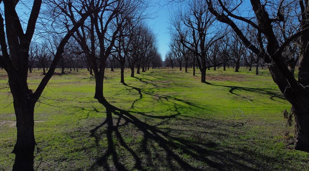 Pecan Plantation - Land