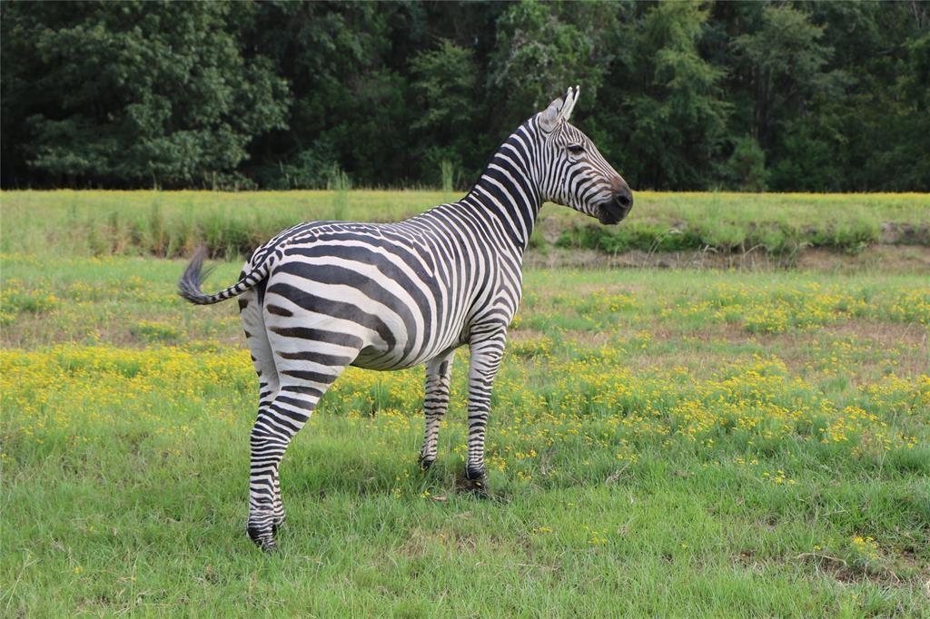 Safari Waters Ranch - Land