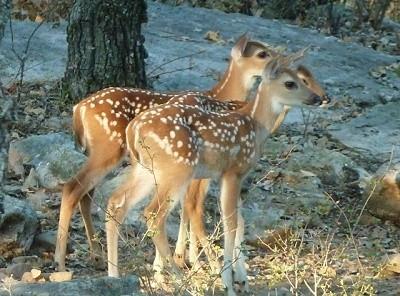 Silver Lakes Ranch - Land