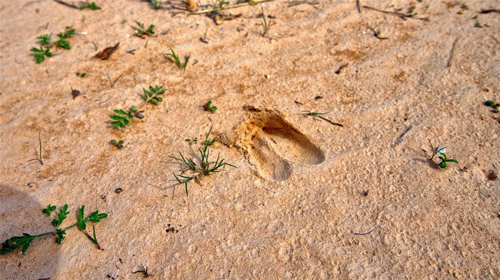 Red Oak Hills Sub - Land