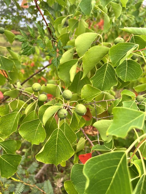 Lot 5 County Road 2310