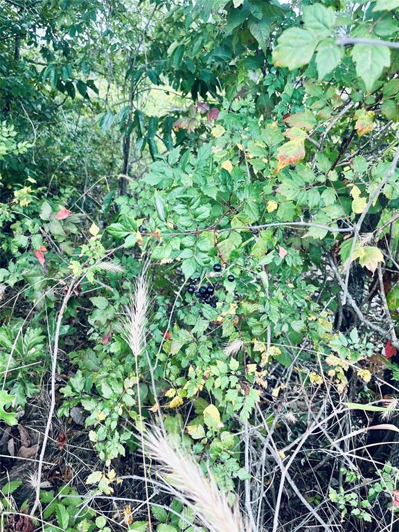 Lot 5 County Road 2310