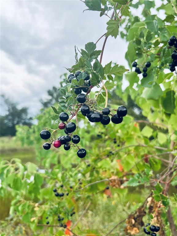 Lot 5 County Road 2310