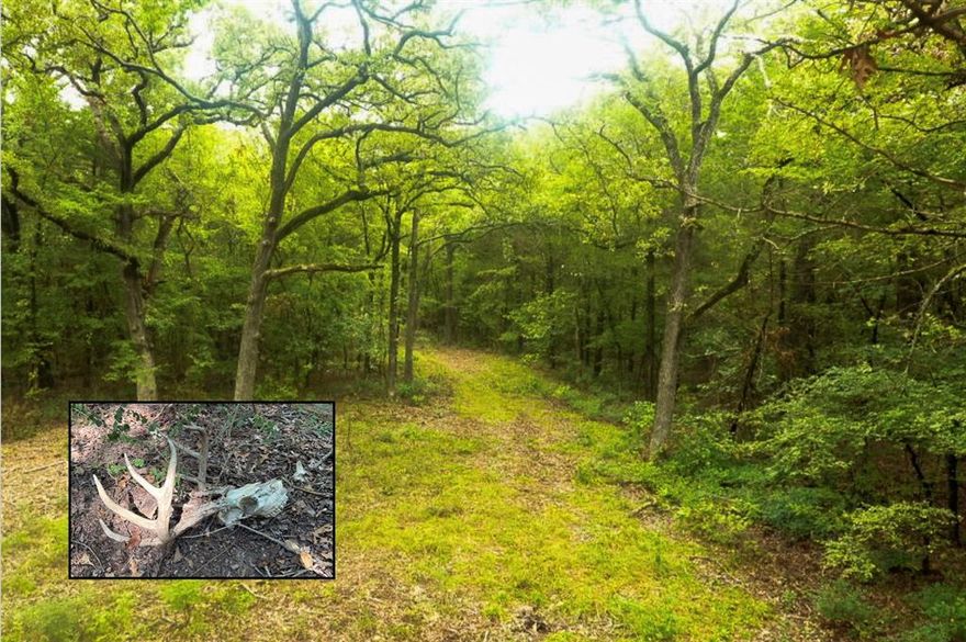 Bridges Place

Wow! Hunters look at this place!  24.78 +or- acres with mature oak trees and some big cedar trees. A small seasonal creek runs through the property on the east side. Fencing is good on three sides. While walking the property we came across two deer heads. This place would be a great place for any bow hunter. It would also be a great place to build a home that would be very secluded. This property is along a paved county road. There is a nice little clearing about 350 feet off the county road it's about one 10th of an acre in size which would make a great place for an RV.

Owner has owned the property for 57 years, has no mineral rights or a current survey.  No ag or wildlife exemption in place; 2024 taxes were $11,978.33.  Collinsville ISD.  No FEMA flood zone or HOA

LIST PRICE:  $37,000 per acre or $916,860 total